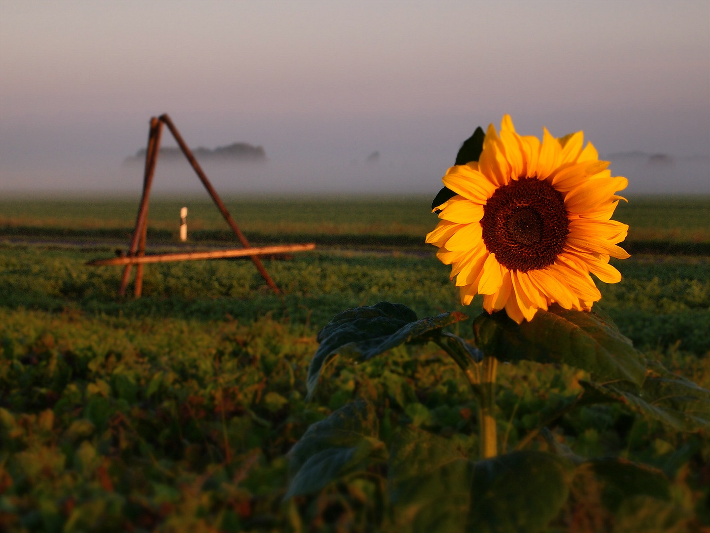 Sonnenblume - morgens auf dem Land