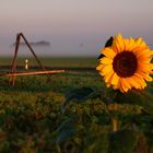 Sonnenblume - morgens auf dem Land