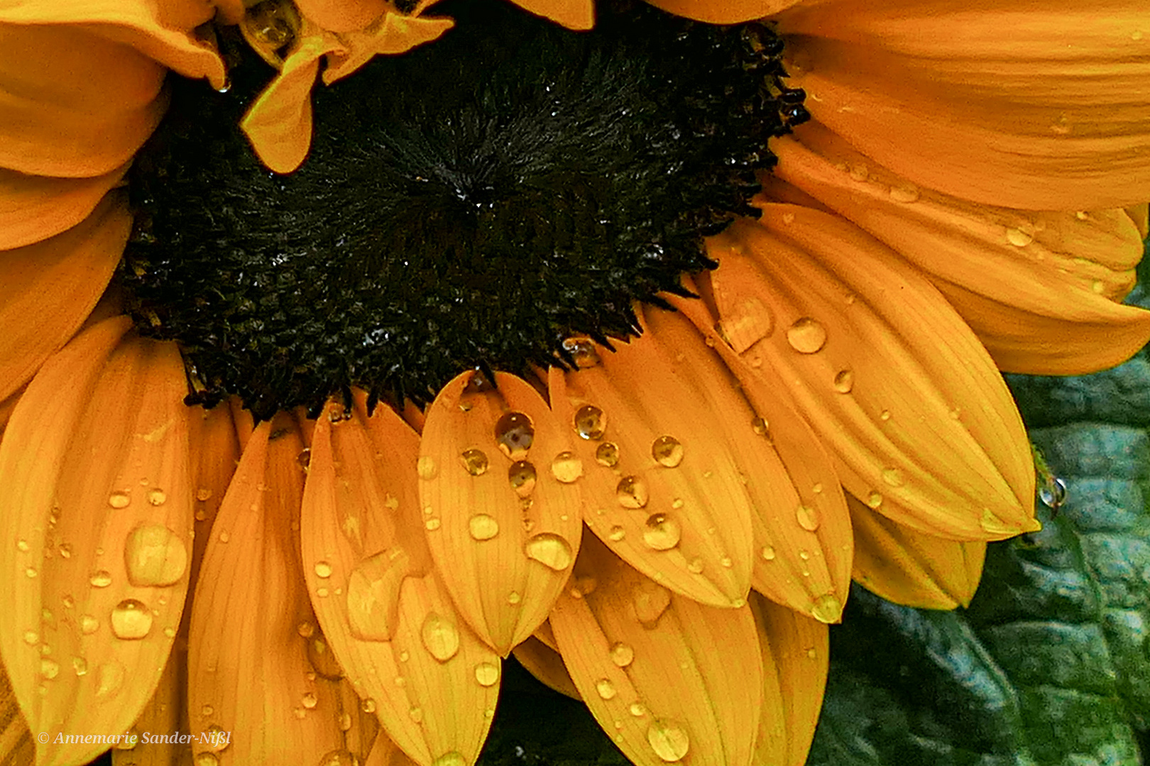 Sonnenblume nach dem Regen