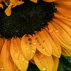 Sonnenblume nach dem Regen