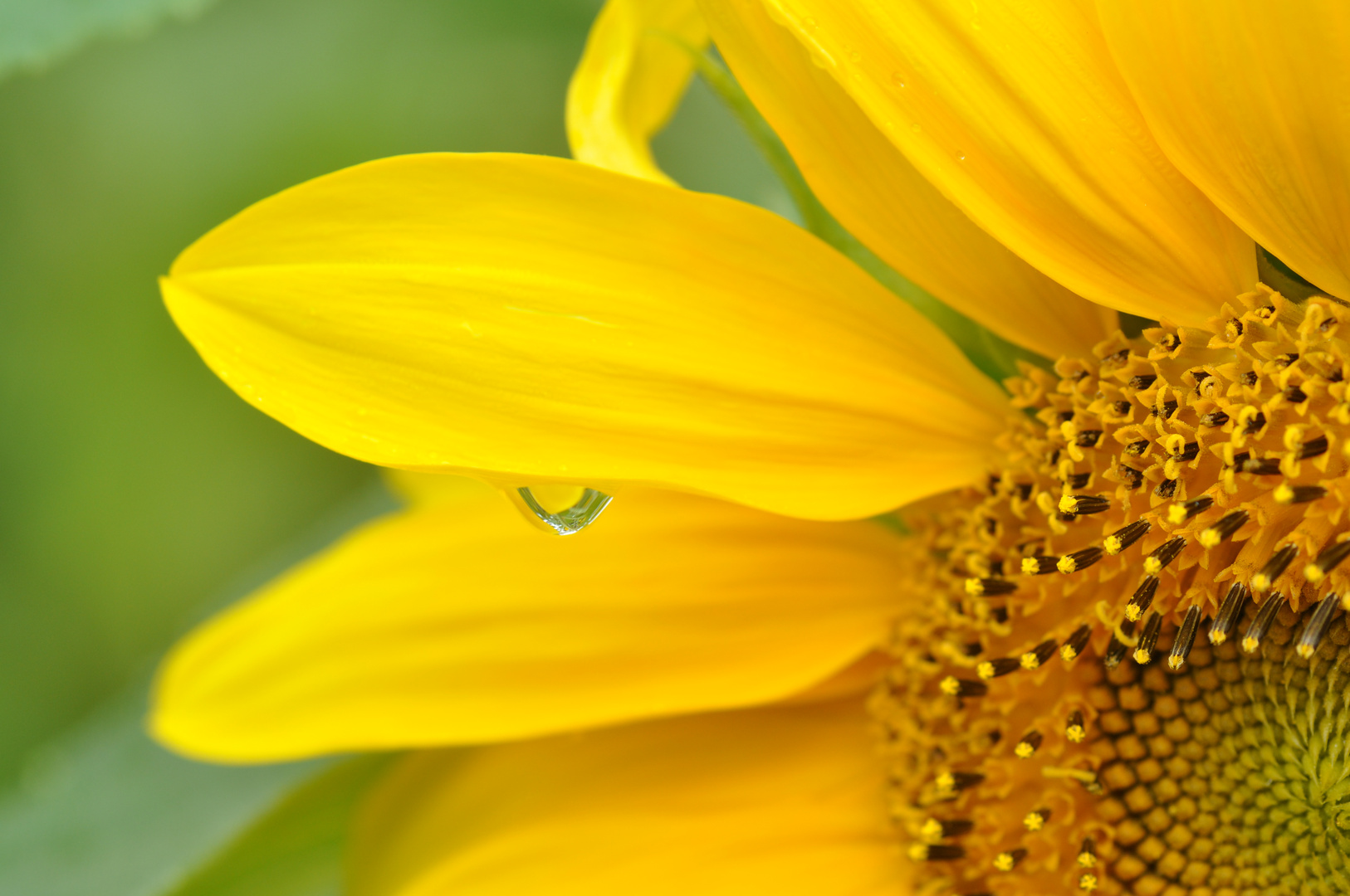 Sonnenblume nach Regen