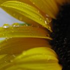 Sonnenblume nach Regen
