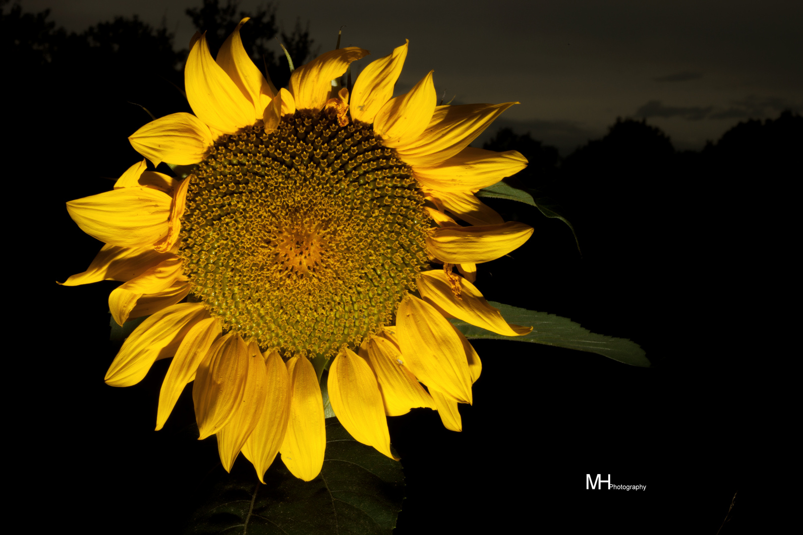 sonnenblume nachts