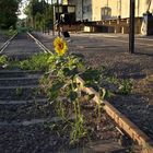 Sonnenblume nahe Schienen