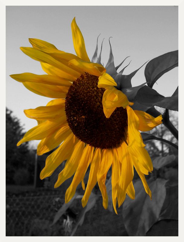 Sonnenblume, natürlich schön und unendlich!