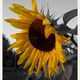 Sonnenblume, natrlich schn und unendlich!