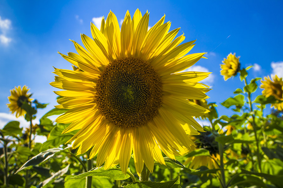 Sonnenblume Nr. 2