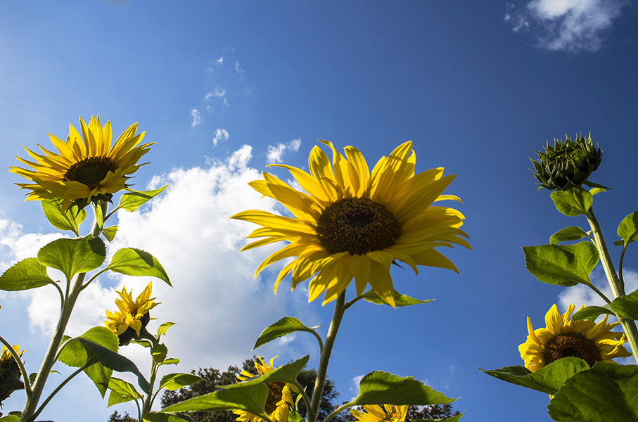 Sonnenblume Nr. 3