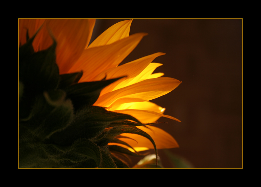 Sonnenblume Nr. l