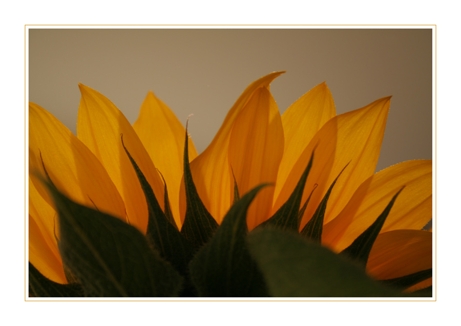 Sonnenblume Nr. ll