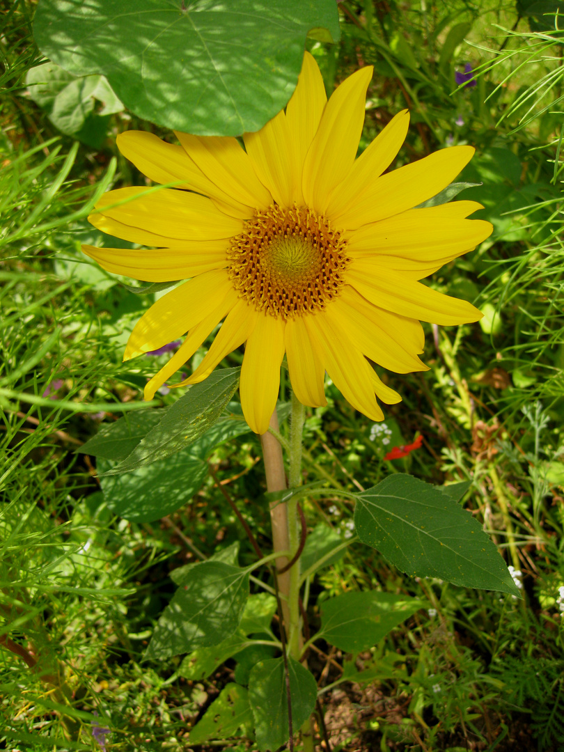 Sonnenblume (nur ca. 52cm klein), 01.09.2017