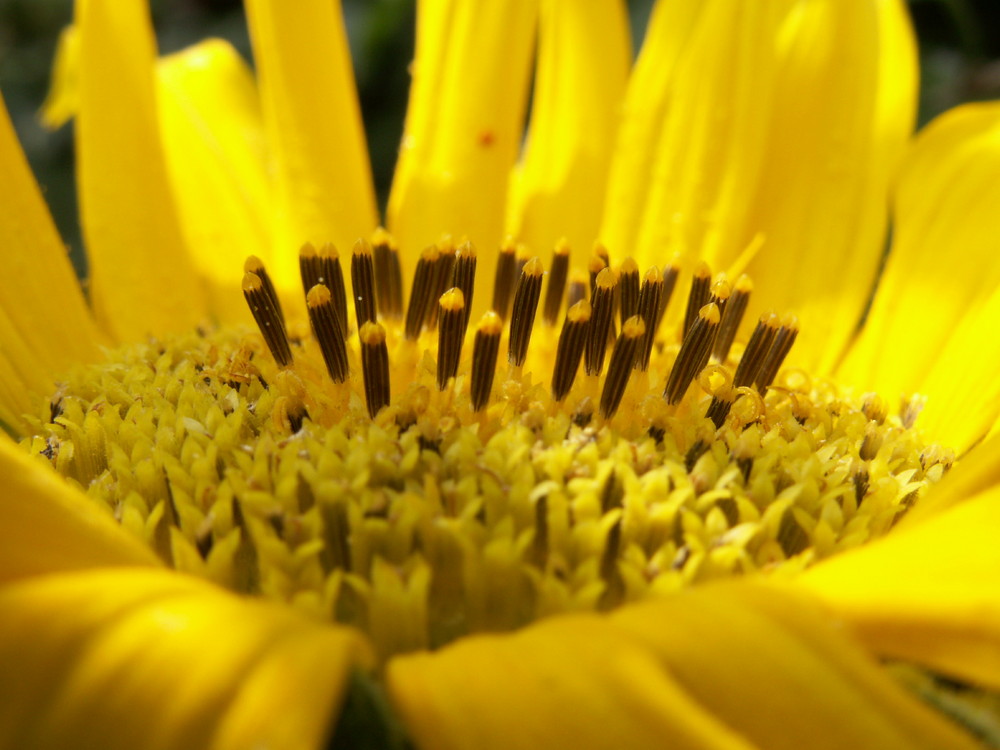 Sonnenblume ohne Hummel