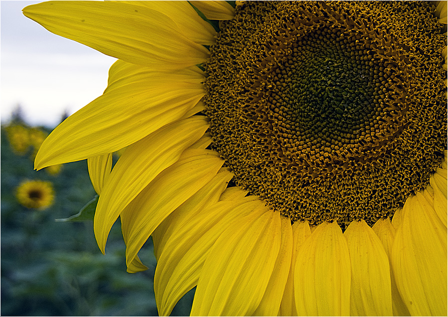 Sonnenblume ohne Sonne