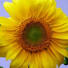 Sonnenblume P1610744-FB