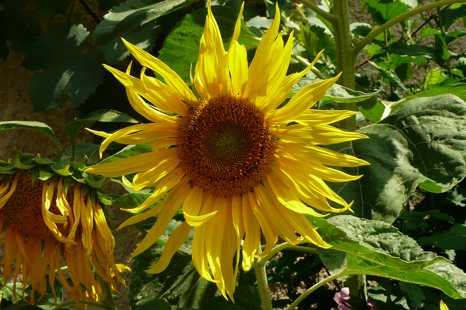 Sonnenblume - prachtvoll, auch noch im vergehen