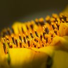 Sonnenblume - Röhrenblüten 01