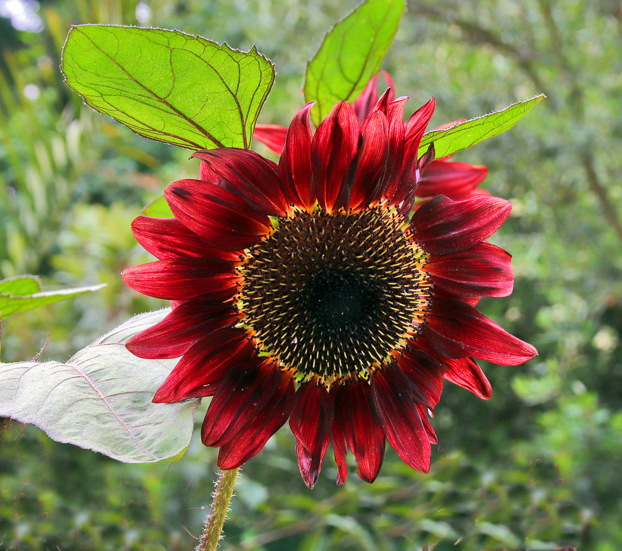 Sonnenblume rot.....