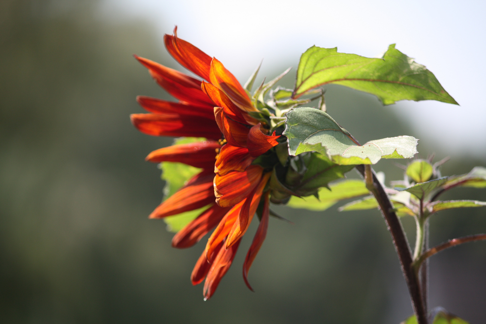 Sonnenblume Rot-Braun