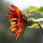 Sonnenblume Rot-Braun