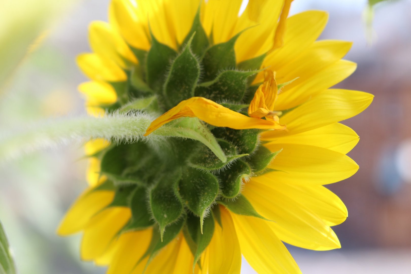 Sonnenblume Rückseite