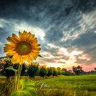 Sonnenblume sagt DANKE! für etwas Regen