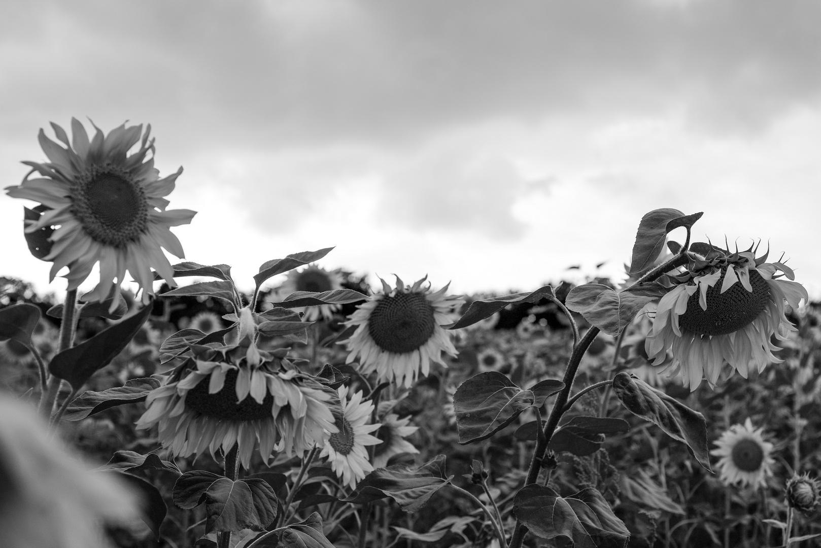 Sonnenblume - schwarz-weiß