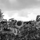 Sonnenblume - schwarz-weiß