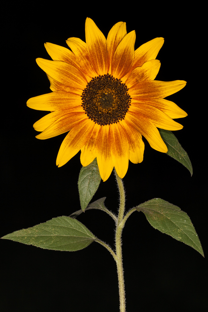 Sonnenblume schwarzer Hintergrund