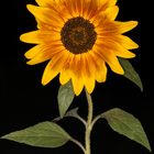 Sonnenblume schwarzer Hintergrund