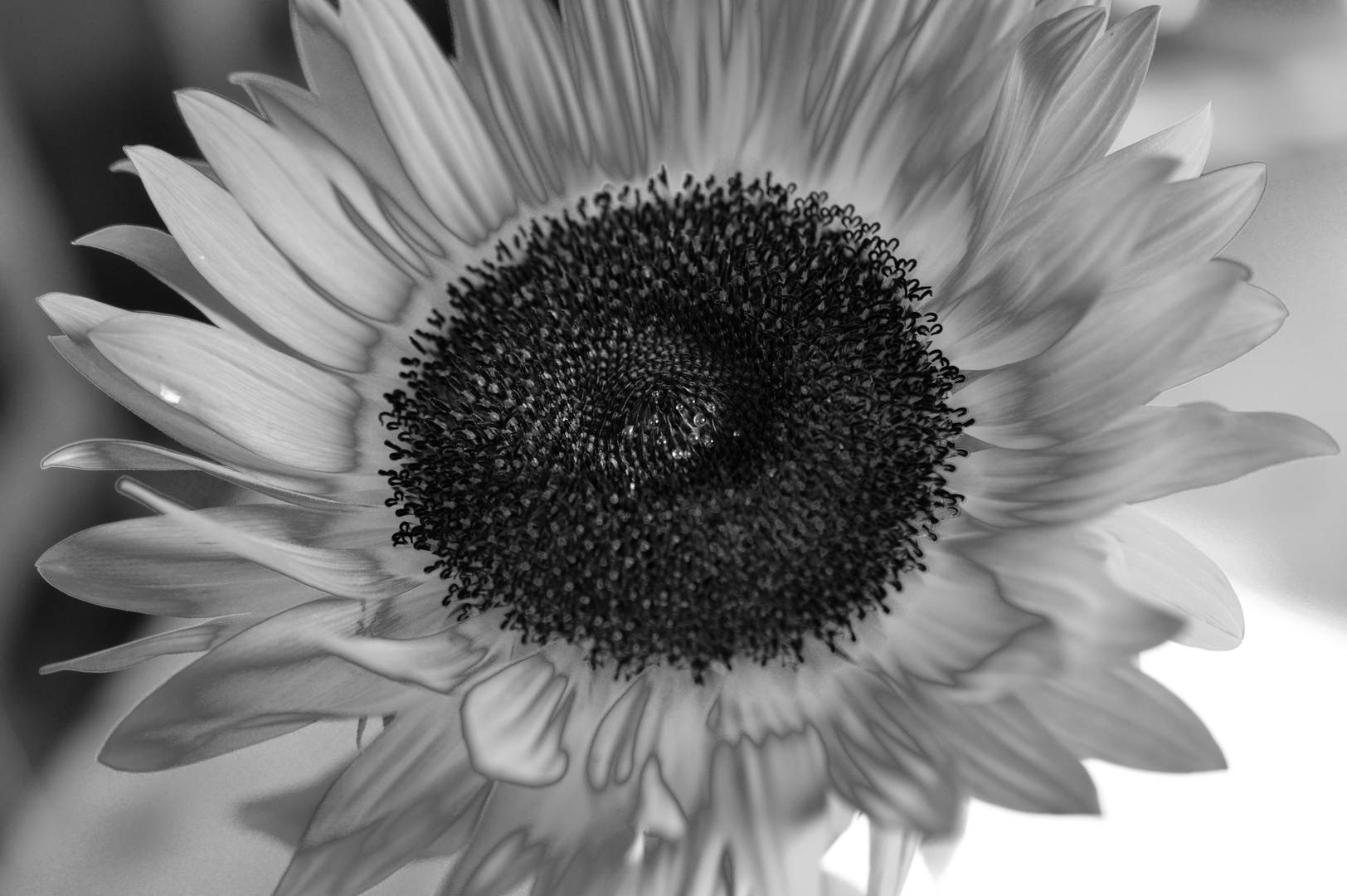 Sonnenblume schwarzweiss