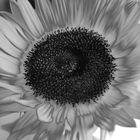 Sonnenblume schwarzweiss