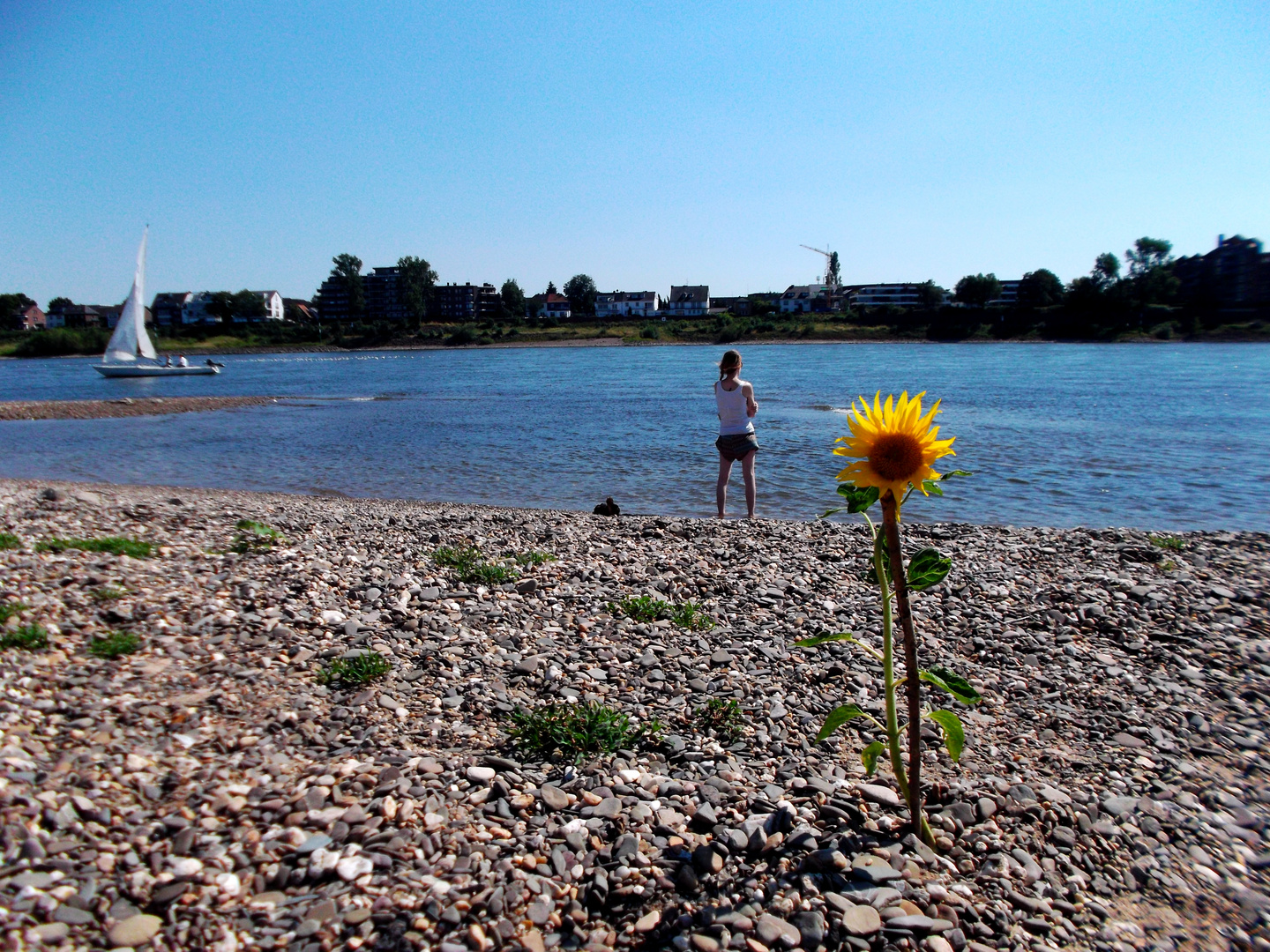 Sonnenblume, Segelboot