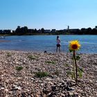 Sonnenblume, Segelboot