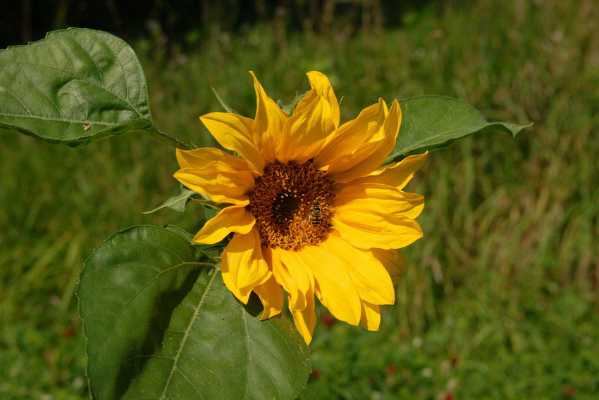 Sonnenblume (sehr selten )