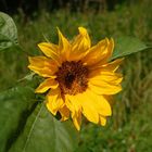 Sonnenblume (sehr selten )