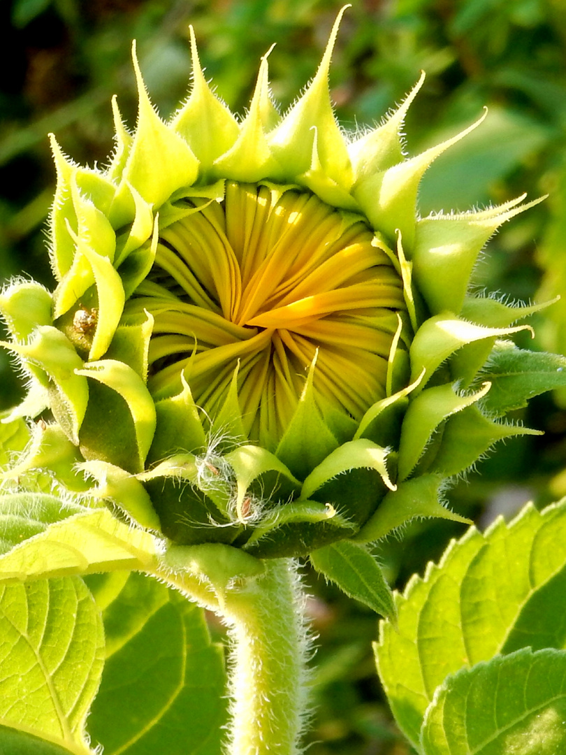 Sonnenblume, sie muss sich nur noch entfalten 