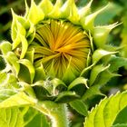 Sonnenblume, sie muss sich nur noch entfalten 