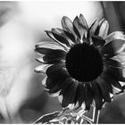 Sonnenblume, Sonne von hinten