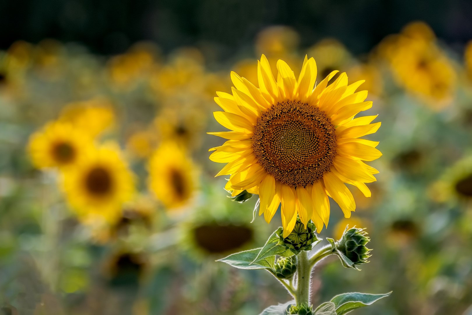 Sonnenblume, Sonnenblumenfeld, Blüte