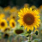Sonnenblume, Sonnenblumenfeld, Blüte