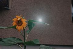 Sonnenblume- Sonnenfinsternis