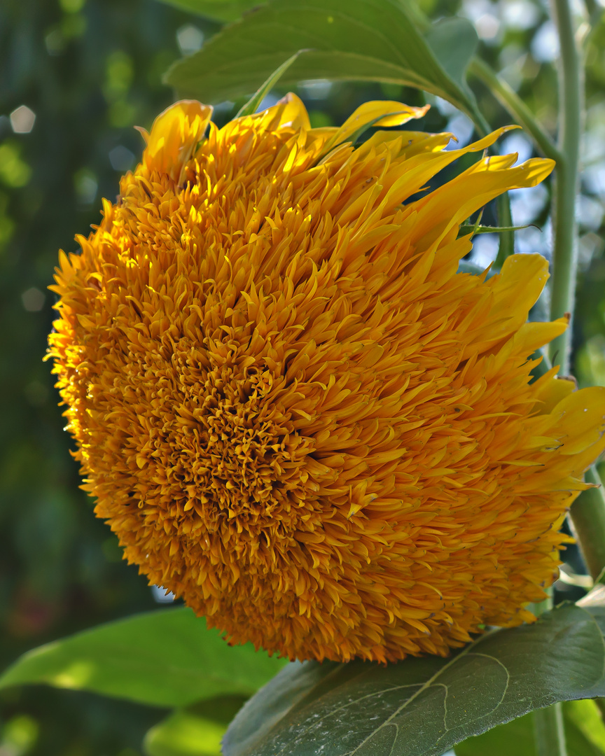 Sonnenblume - Sonnengold, gefüllt