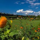 Sonnenblume, Sonnenhut und anderes im Barockgarten Großsedlitz 