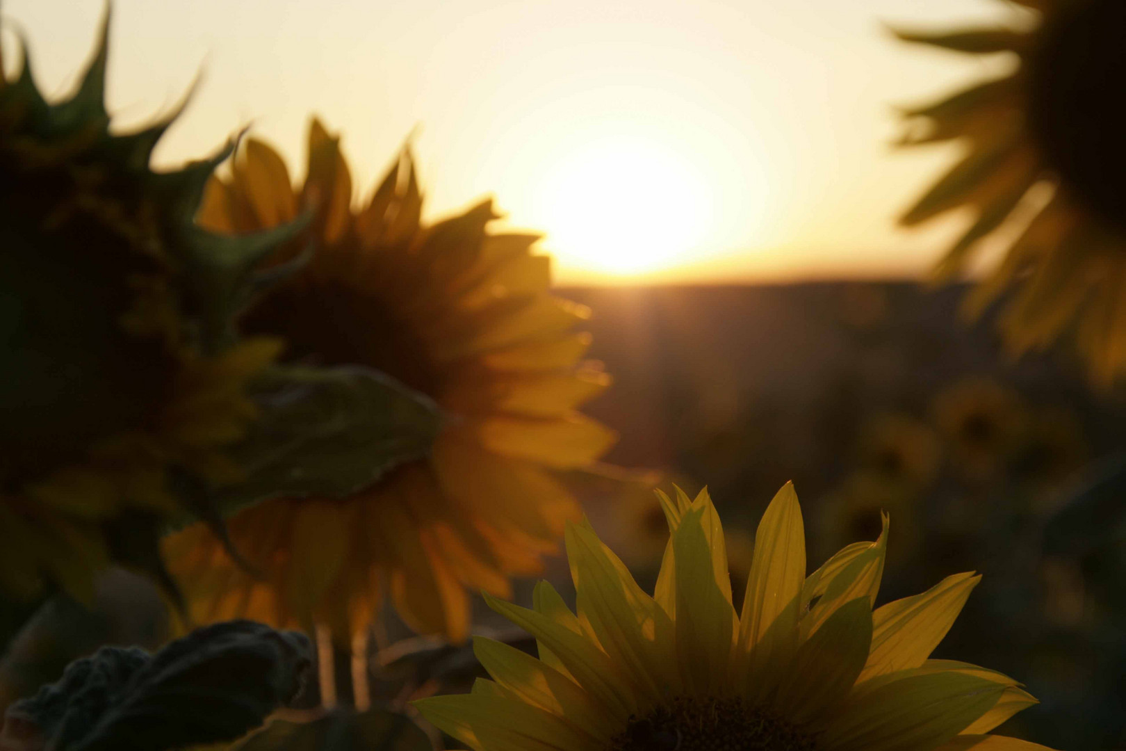 Sonnenblume Sonnenuntergang Ulm