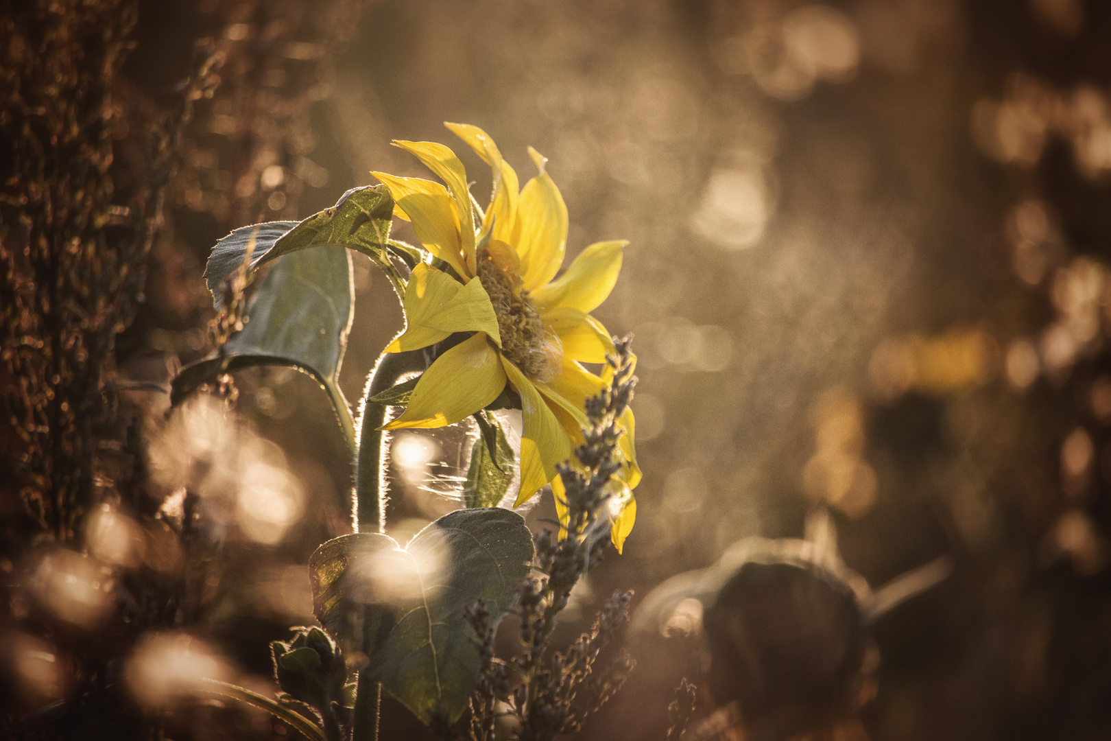 Sonnenblume sonnt sich in Abendsonne