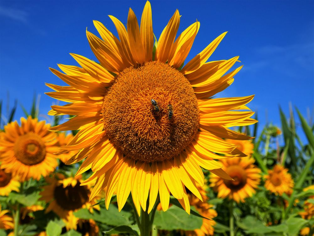 Sonnenblume spendet Nektar