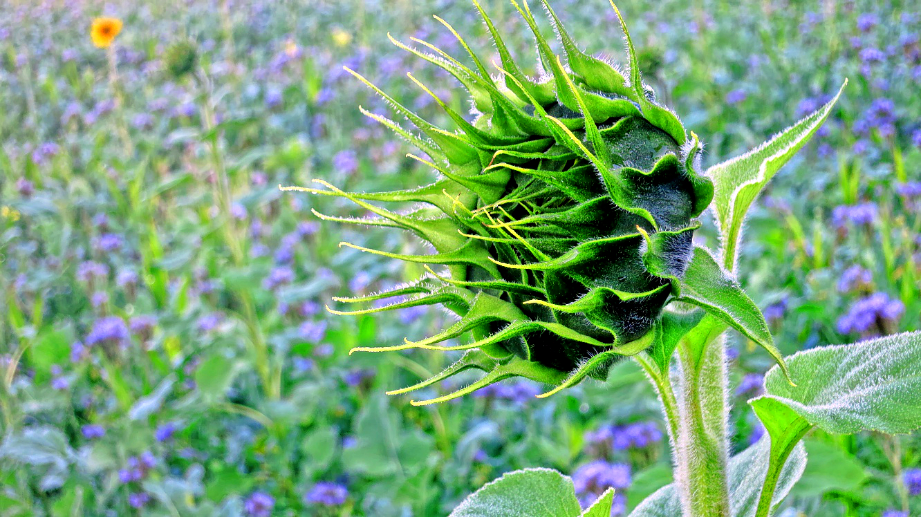 Sonnenblume streckt sich nach Licht..