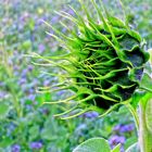 Sonnenblume streckt sich nach Licht..