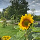 Sonnenblume sucht Sonne