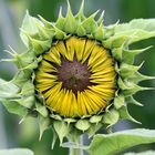 Sonnenblume - sun flower -  girassol - girasole - girasol - tournesol,